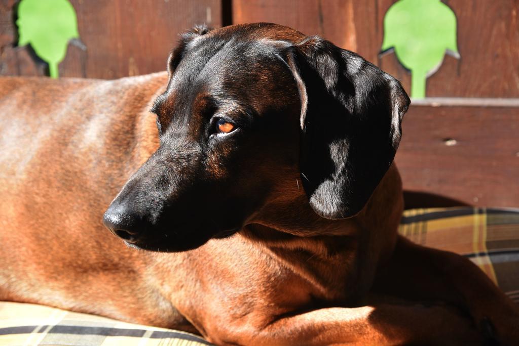 Fruehstueckspension Pachler Gosau Esterno foto